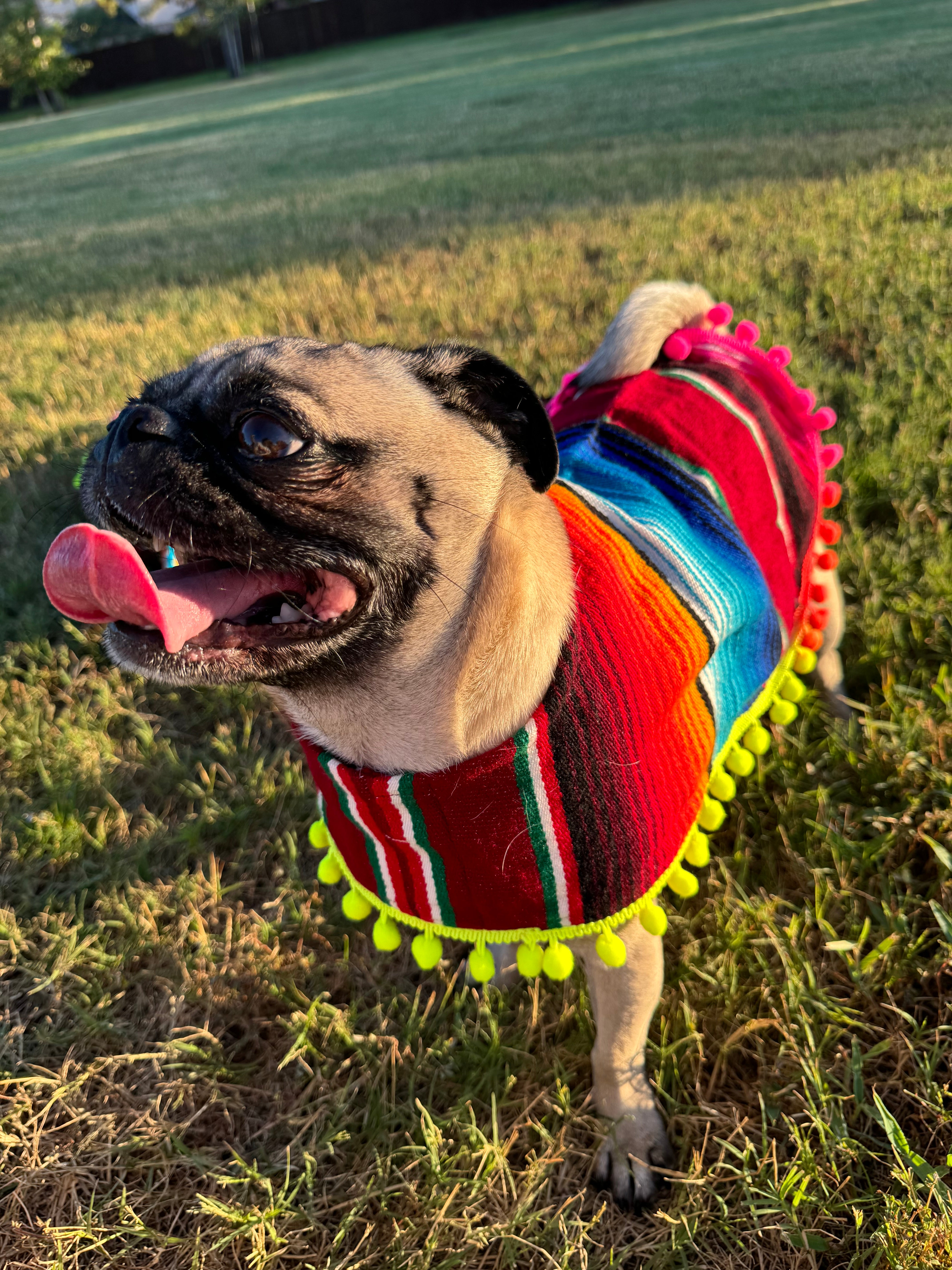 SERAPE DOGGY PONCHO
