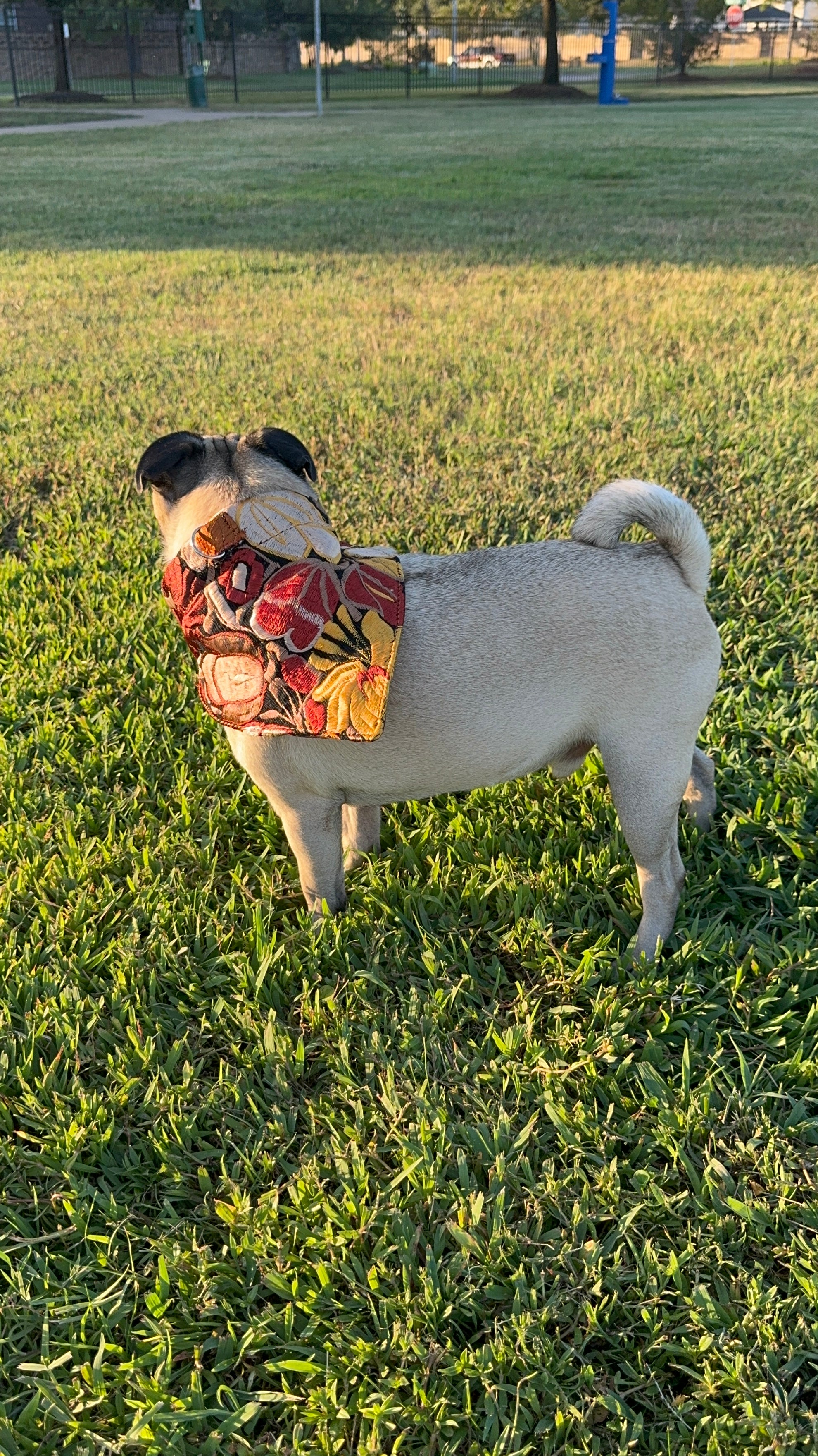 BANDANA DOGGY LEATHER STRAP