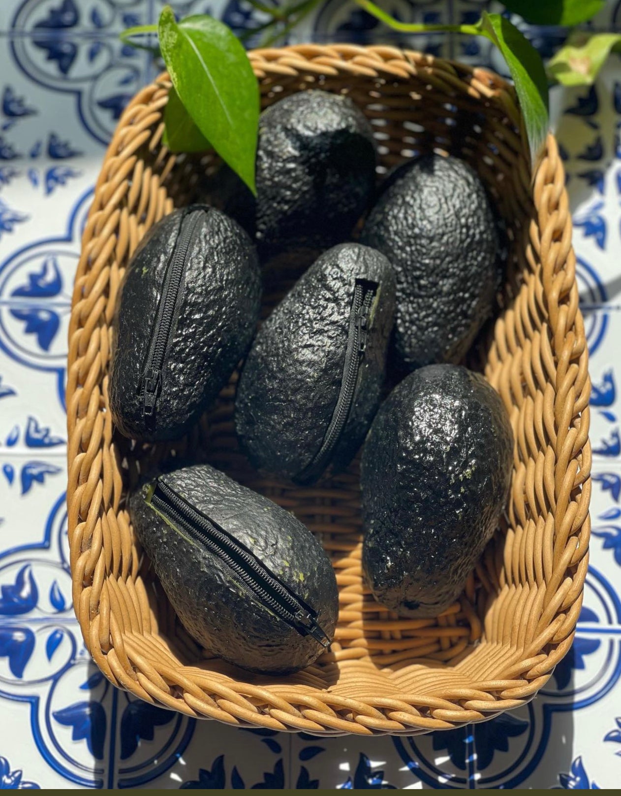 AGUACATE MONEDERO