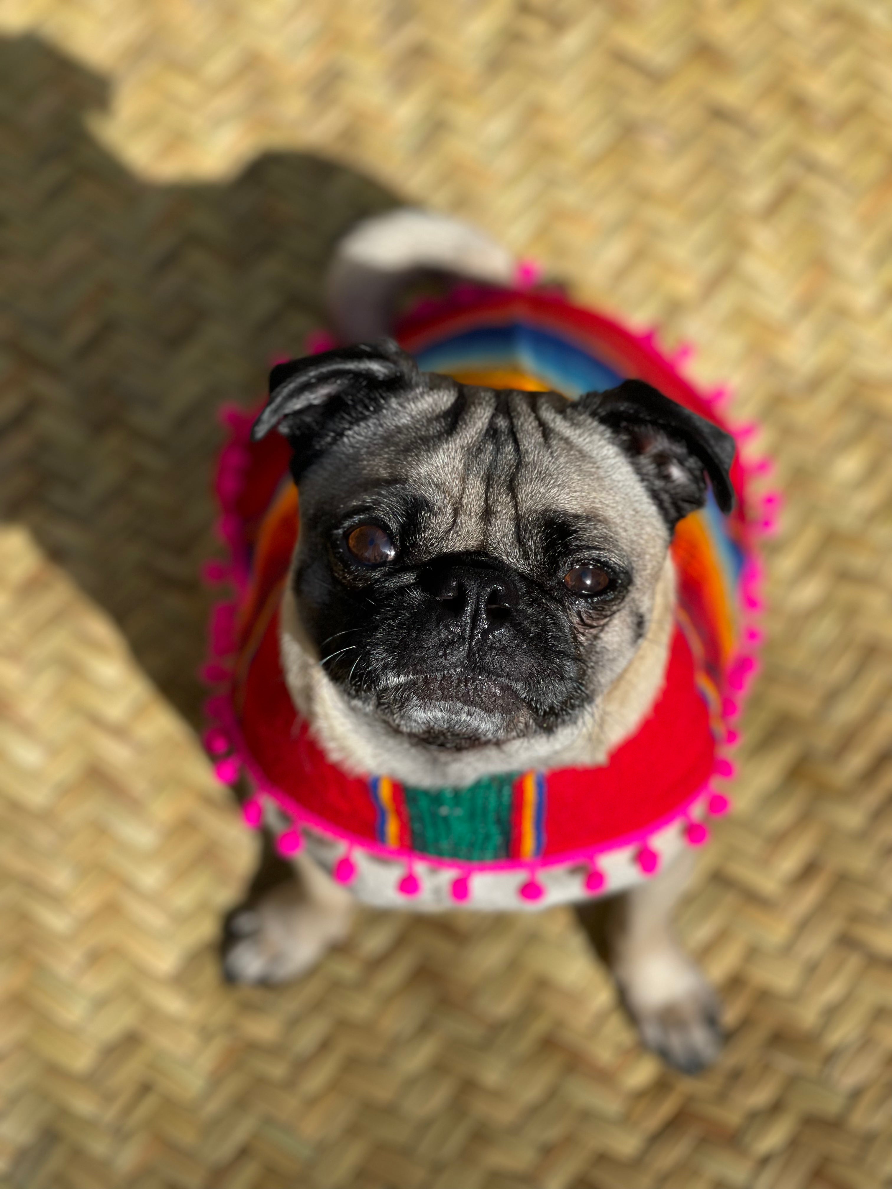 SERAPE DOGGY PONCHO