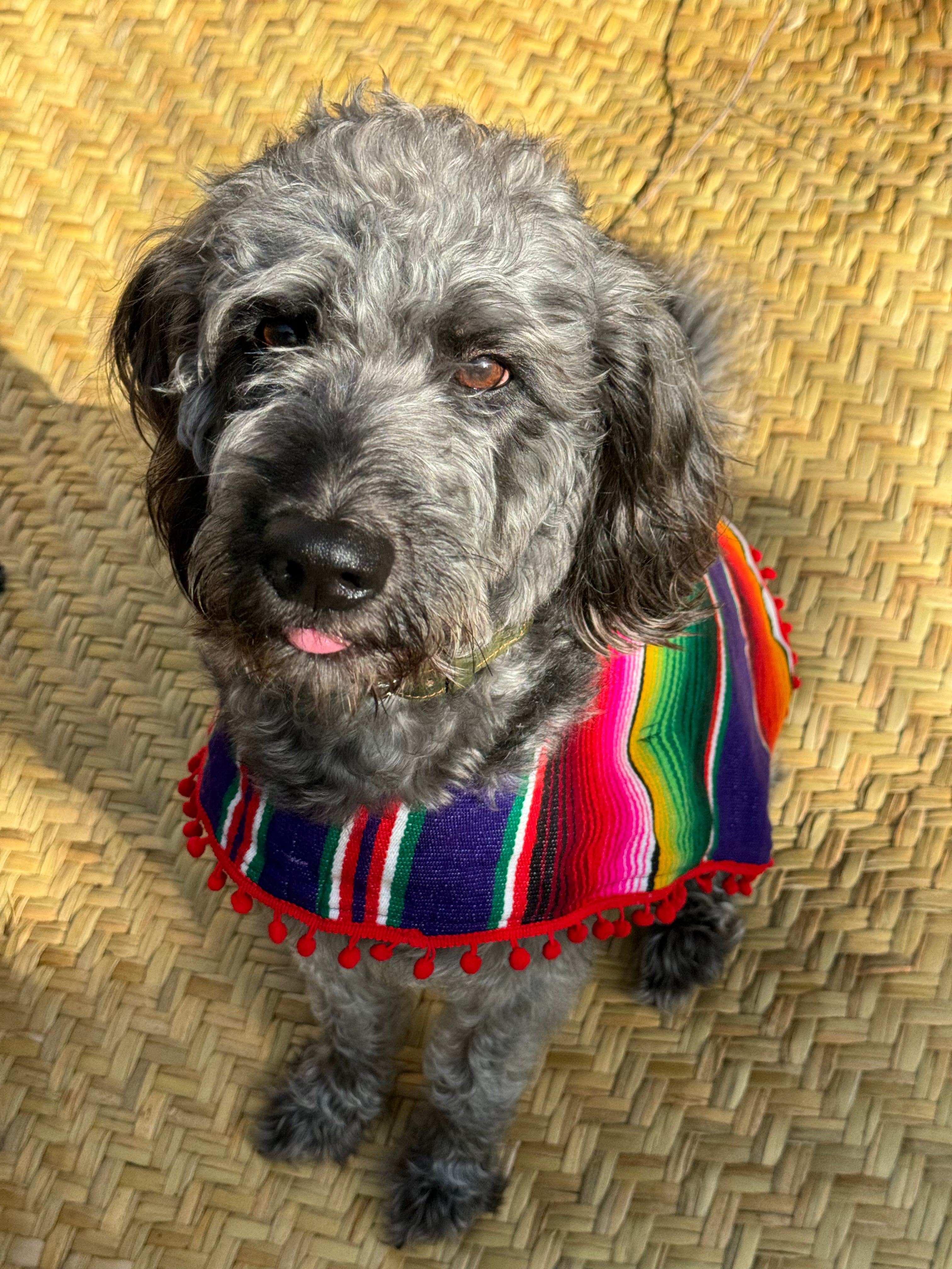 SERAPE DOGGY PONCHO